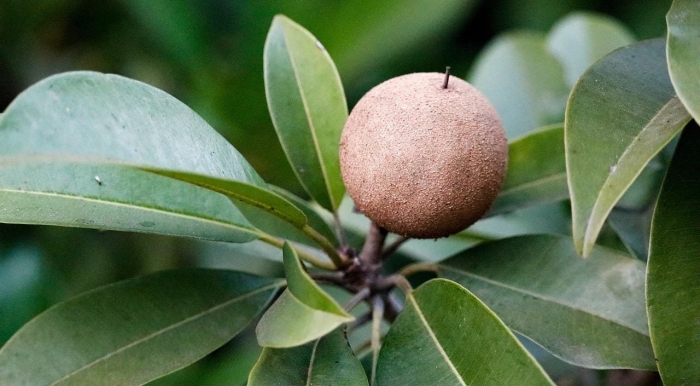 Саподилла плод