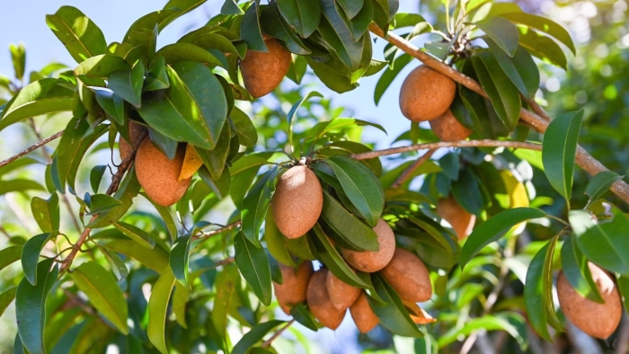 Sapodilla tree