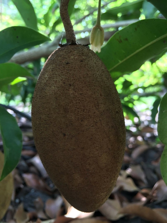 Manilkara zapota
