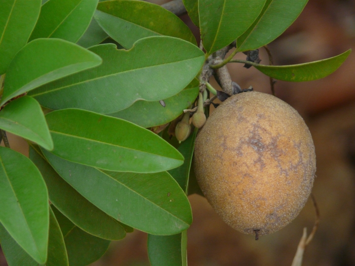 Sapodilla tree