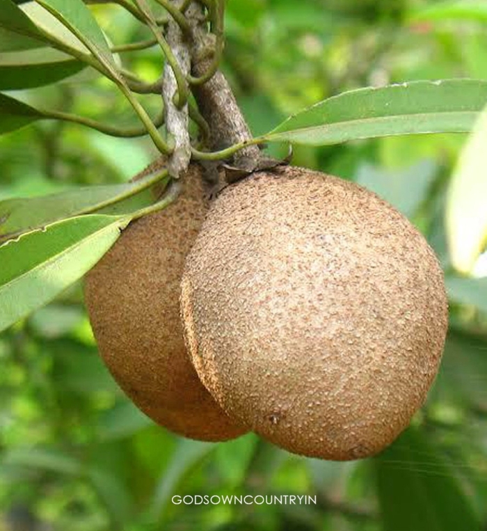 Саподилла дерево