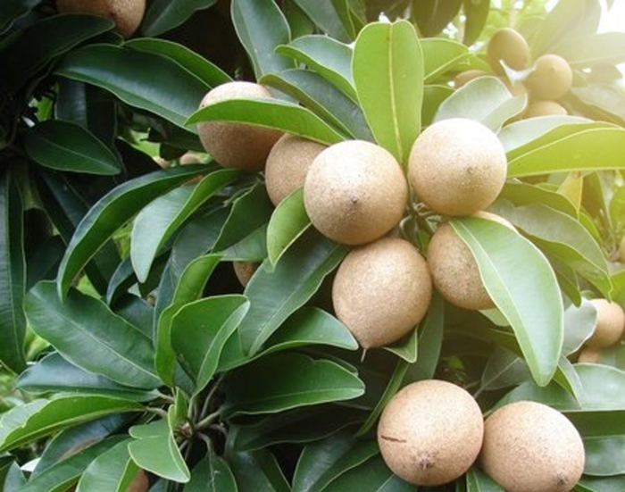 Саподилла дерево