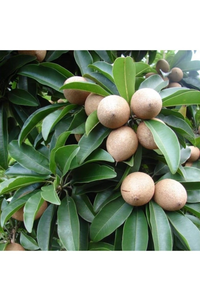 Саподилла дерево