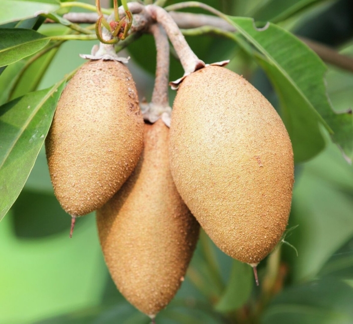 Саподилла дерево