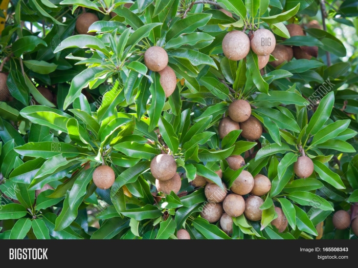Саподилла дерево