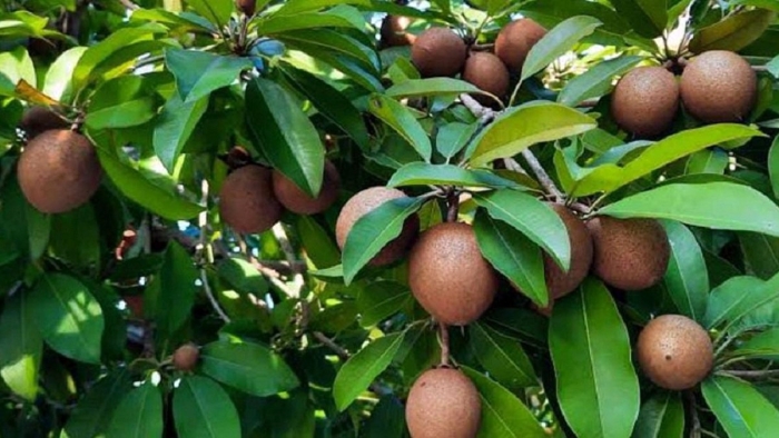 Саподилла плод