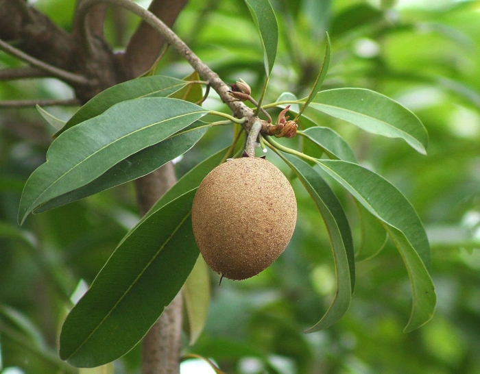 Саподилла фрукт