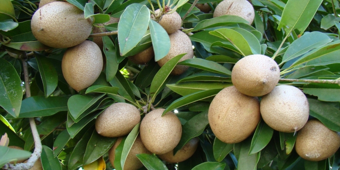 Саподилла дерево