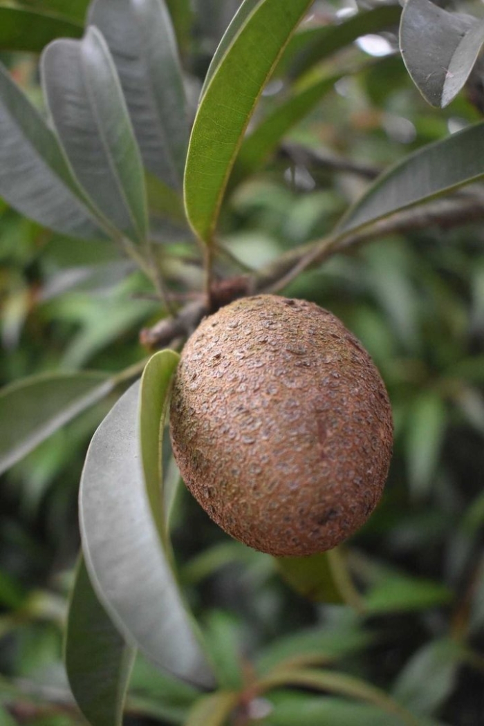 Сапотовое дерево