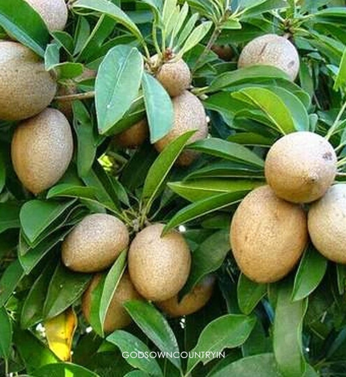 Саподилла фрукт