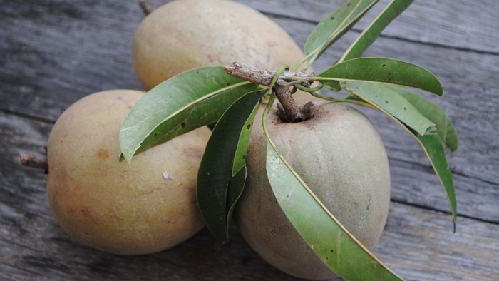 Саподилла фрукт