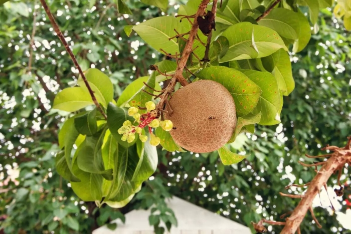 Пушечное дерево