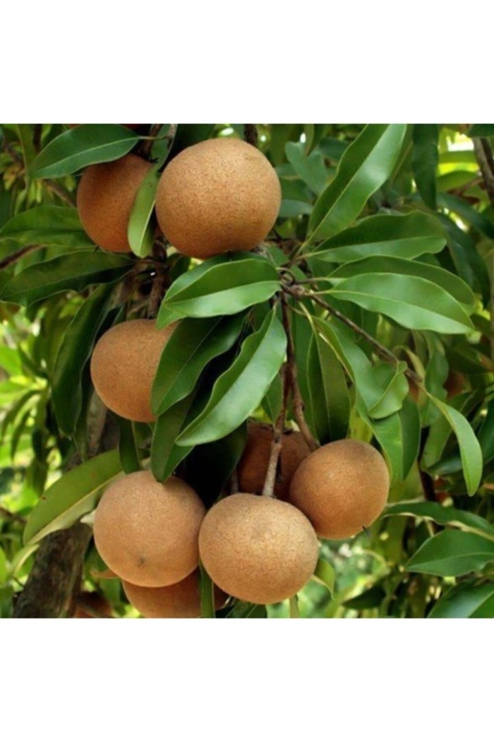 Саподилла дерево