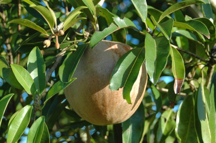 Груша хосуи