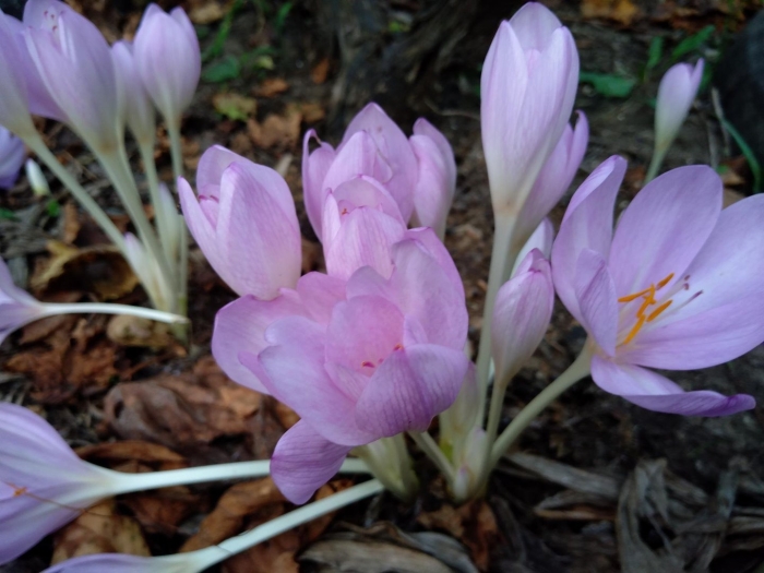 Колхикум безвременник осенний