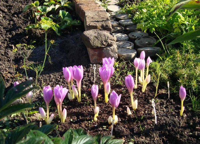 Безвременник цветок