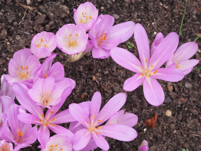 Colchicum autumnale