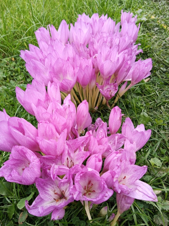 Безвременник осенний