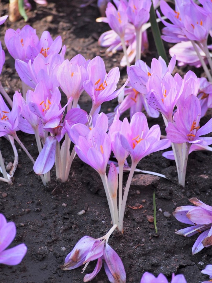 Colchicum byzantinum