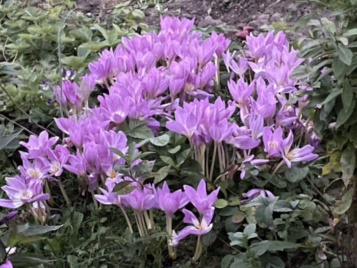 Цветок колхикум безвременник