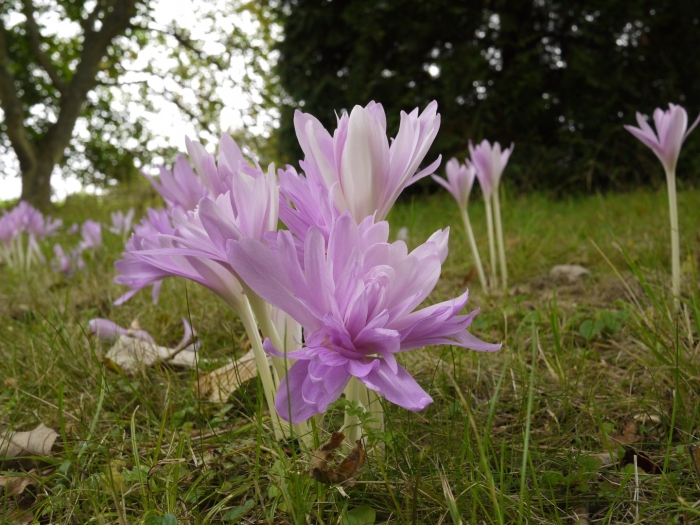 Безвременник waterlily
