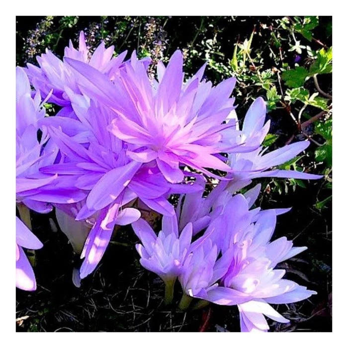 Безвременник махровый