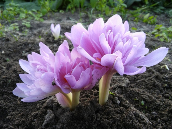 Безвременник (колхикум) уотерлили