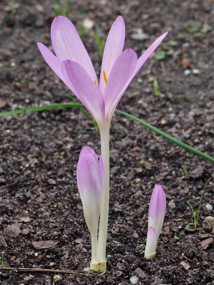 Colchicum hungaricum
