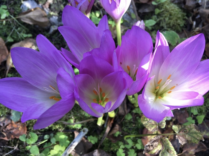 Безвременник цветок садовый