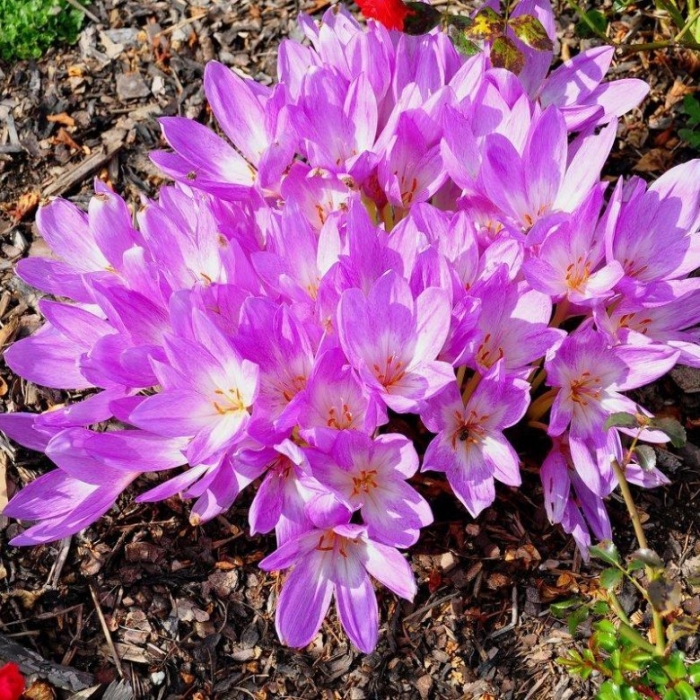 Крокус осенний безвременник