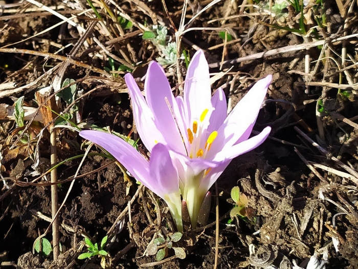 Colchicum bulbocodium