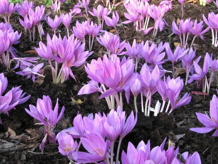 Колхикум лилак уандер