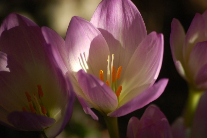 Цветок безвременник