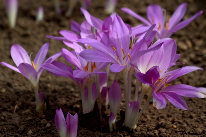 Безвременник анкарский