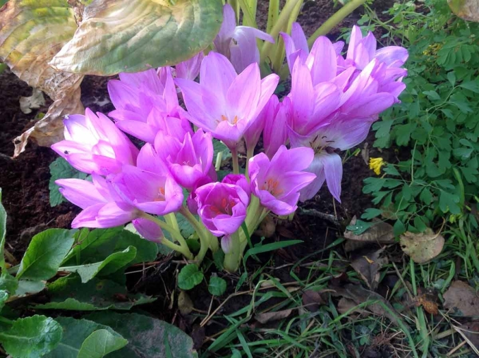 Первоцветы безвременник