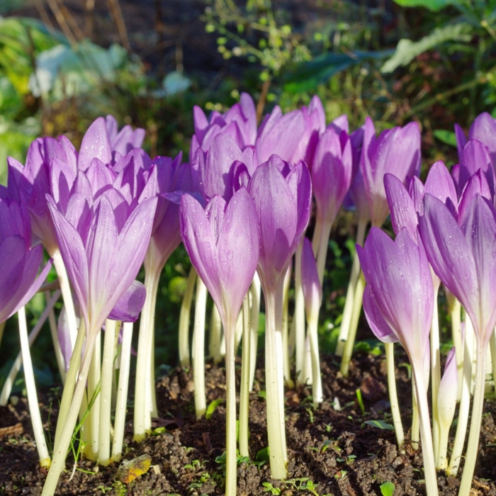 Безвременник византийский