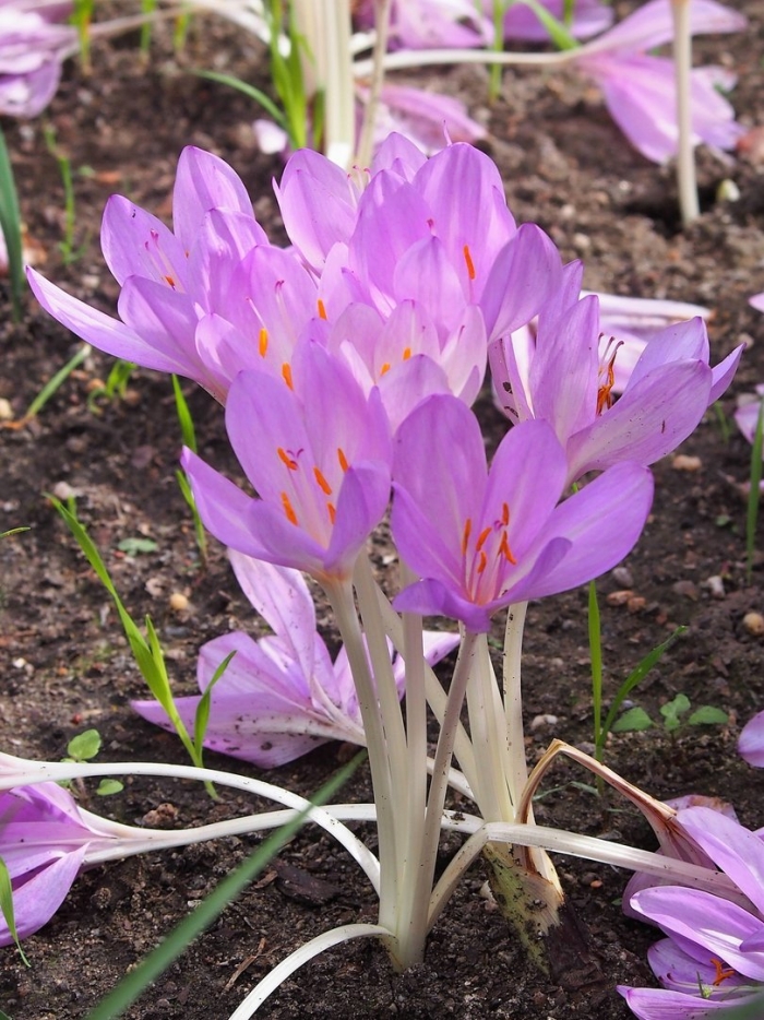 Colchicum × byzantinum