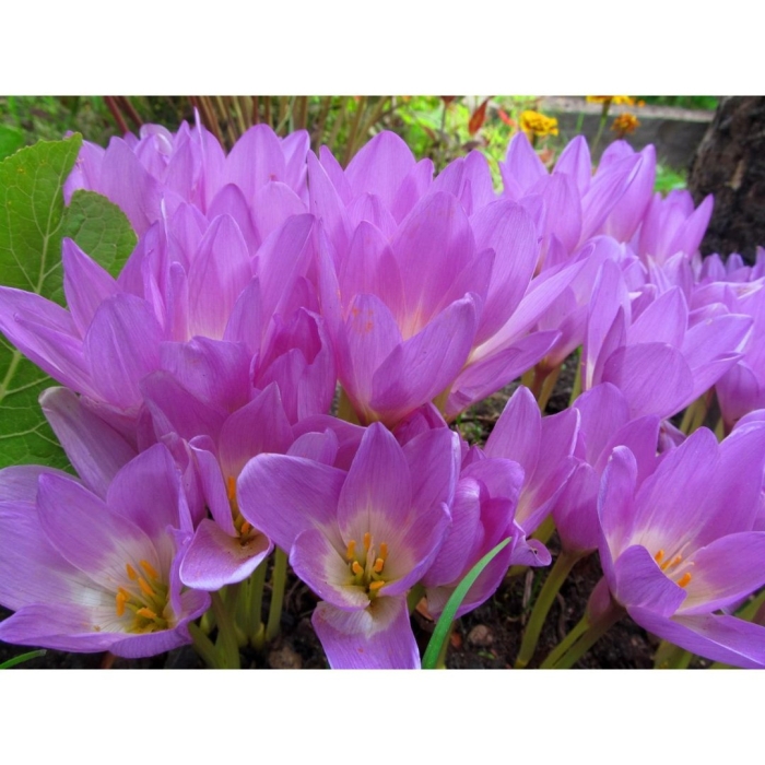 Колхикум безвременник осенний