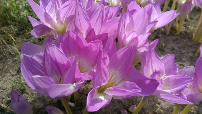 Безвременник борнмюллера