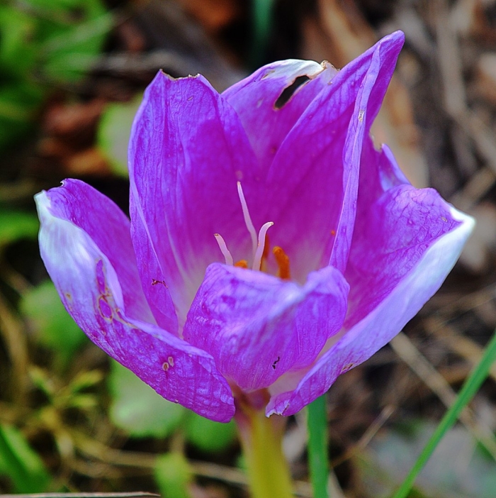 Безвременник арлекин
