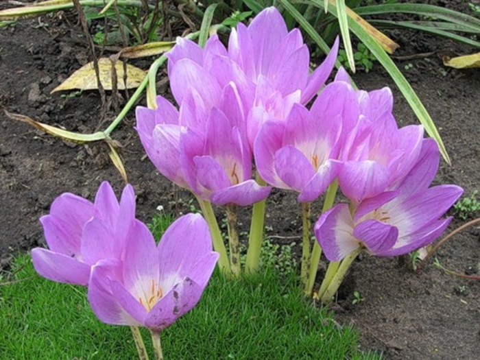 Колхикум безвременник джиант