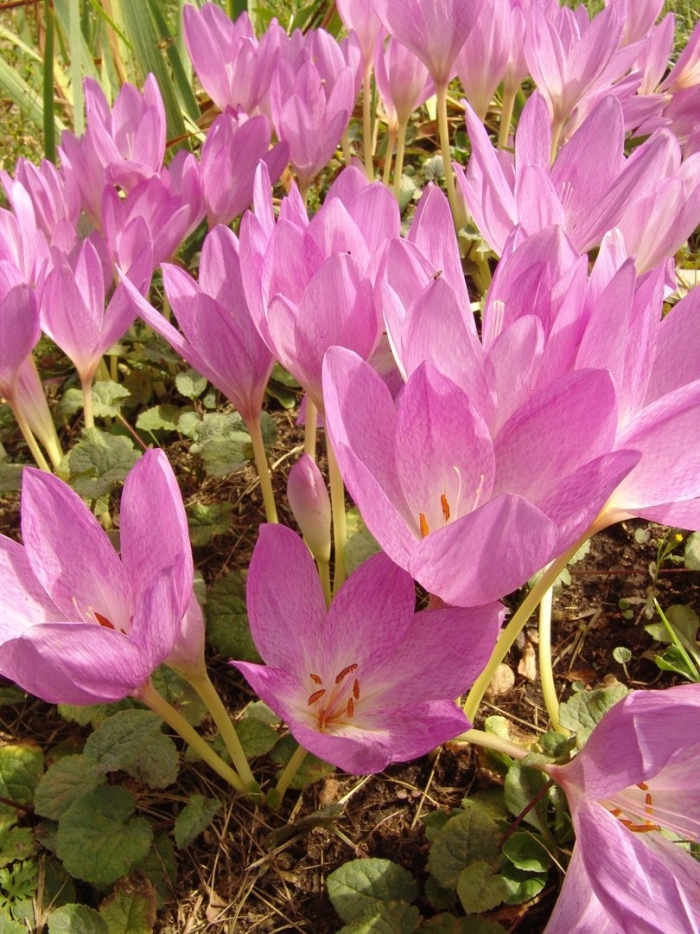 Цветок колхикум безвременник