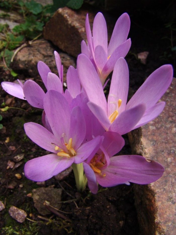 Колхикум безвременник