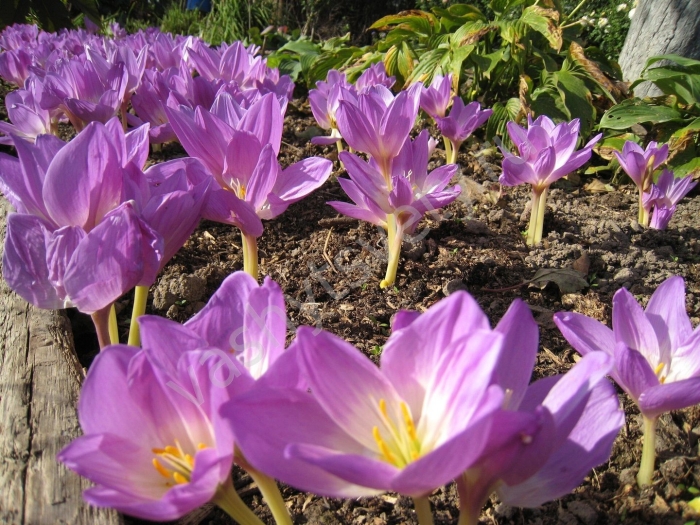 Колхикум безвременник осенний