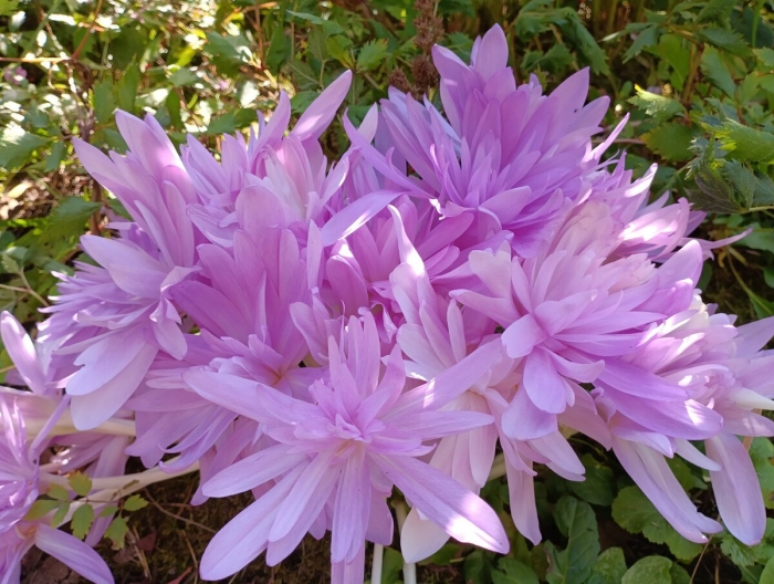 Безвременник (colchicum) waterlily