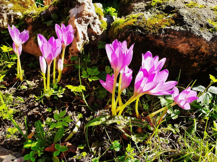 Безвременник великолепный