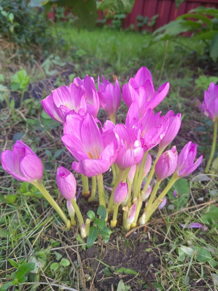 Колхикум безвременник