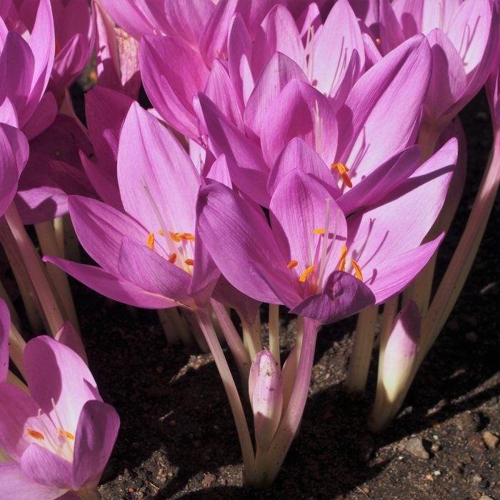 Colchicum speciosum