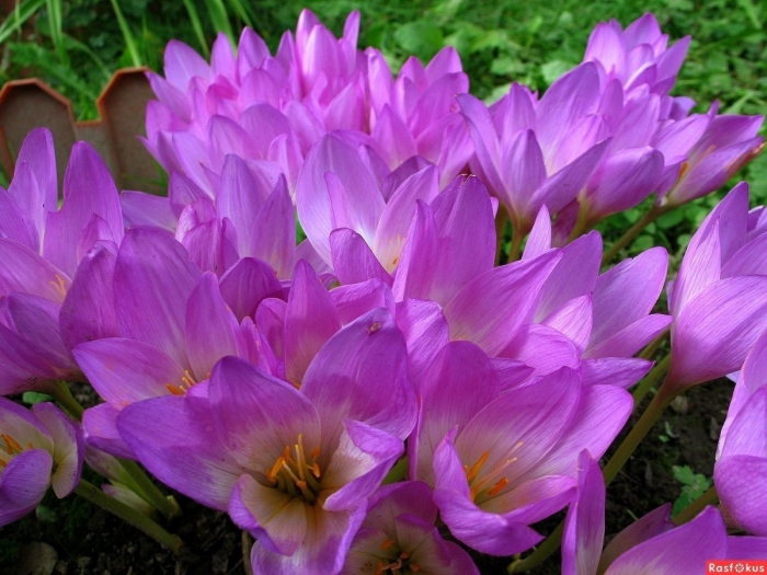 Безвременник (colchicum)