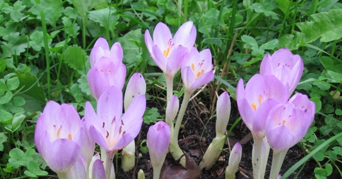 Безвременник и хоста